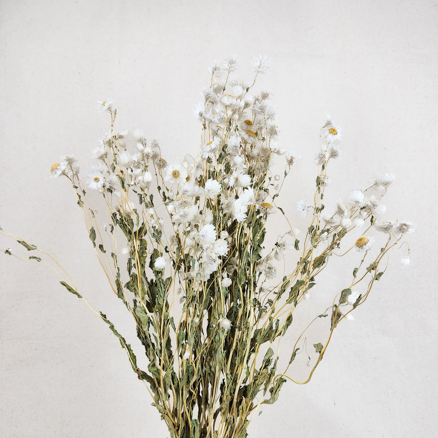 Dried Ammobium