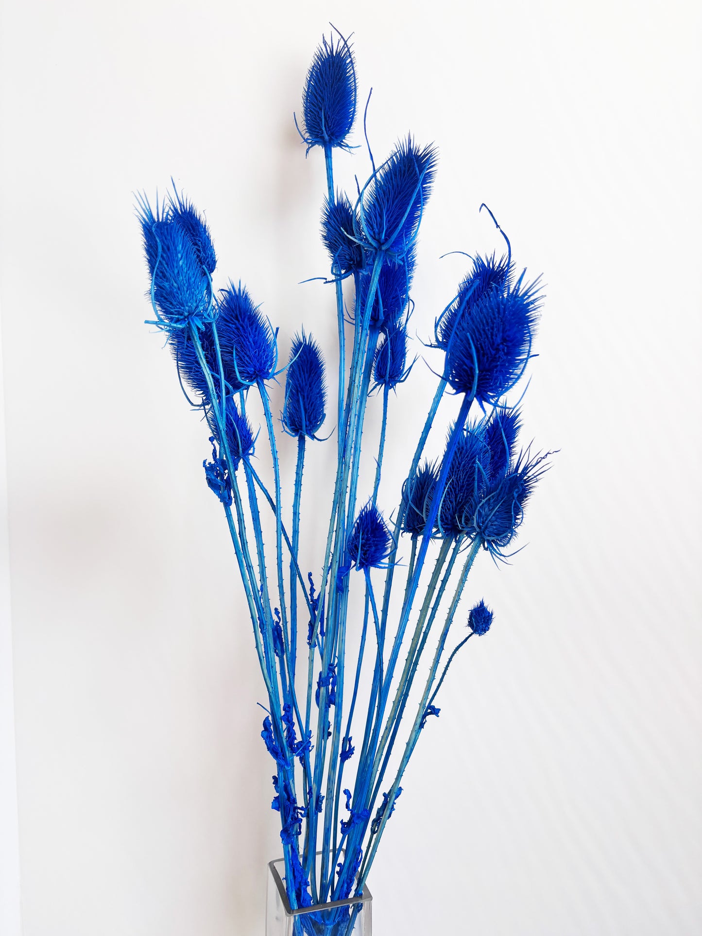 Blue Teasel