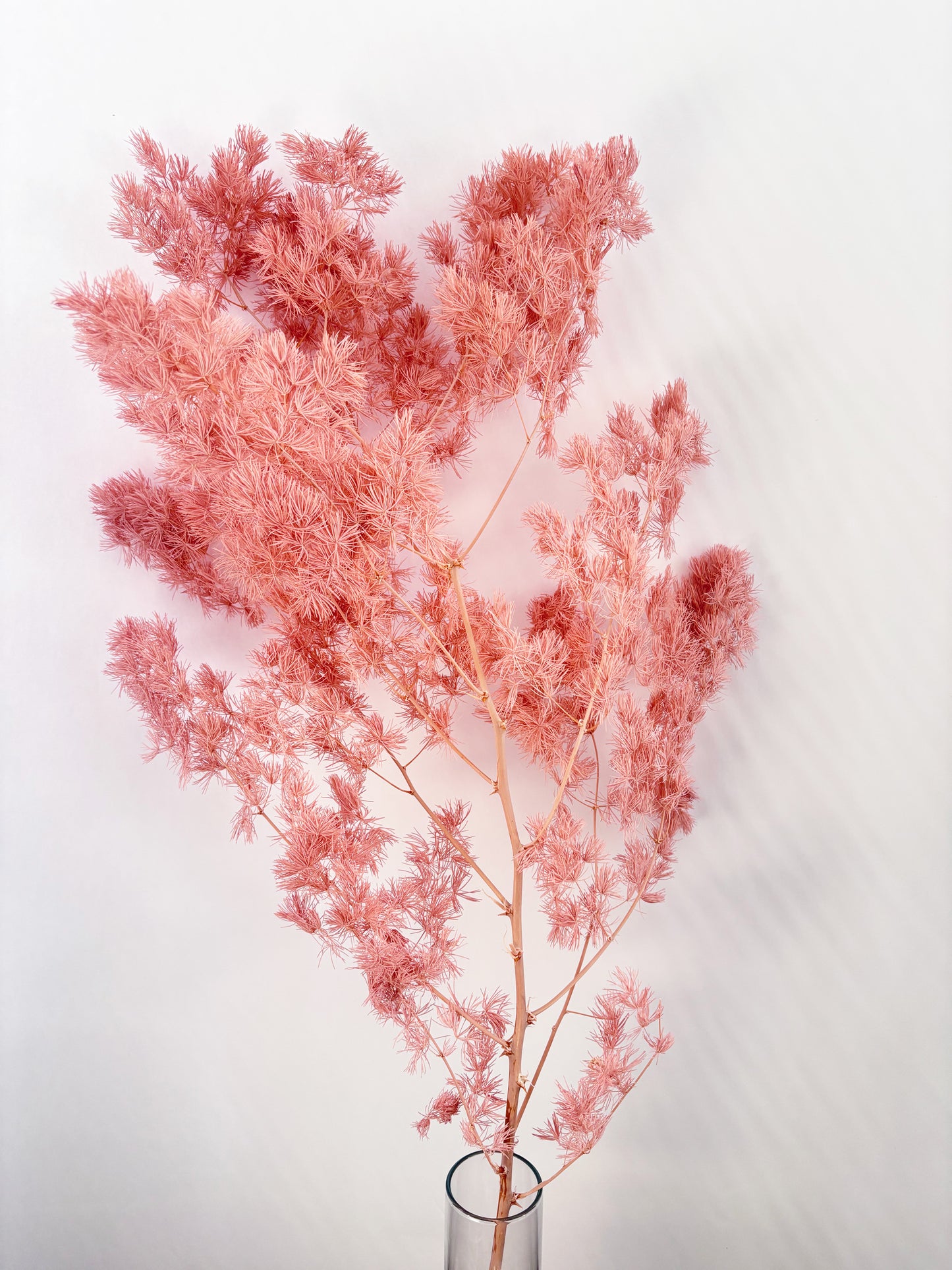 Dried Ammohbium
