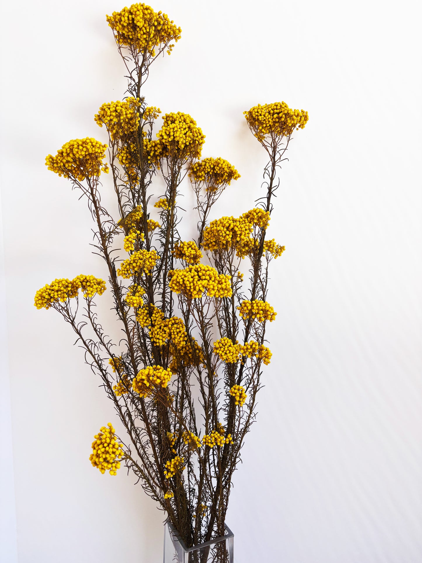 Prserved Yarrow
