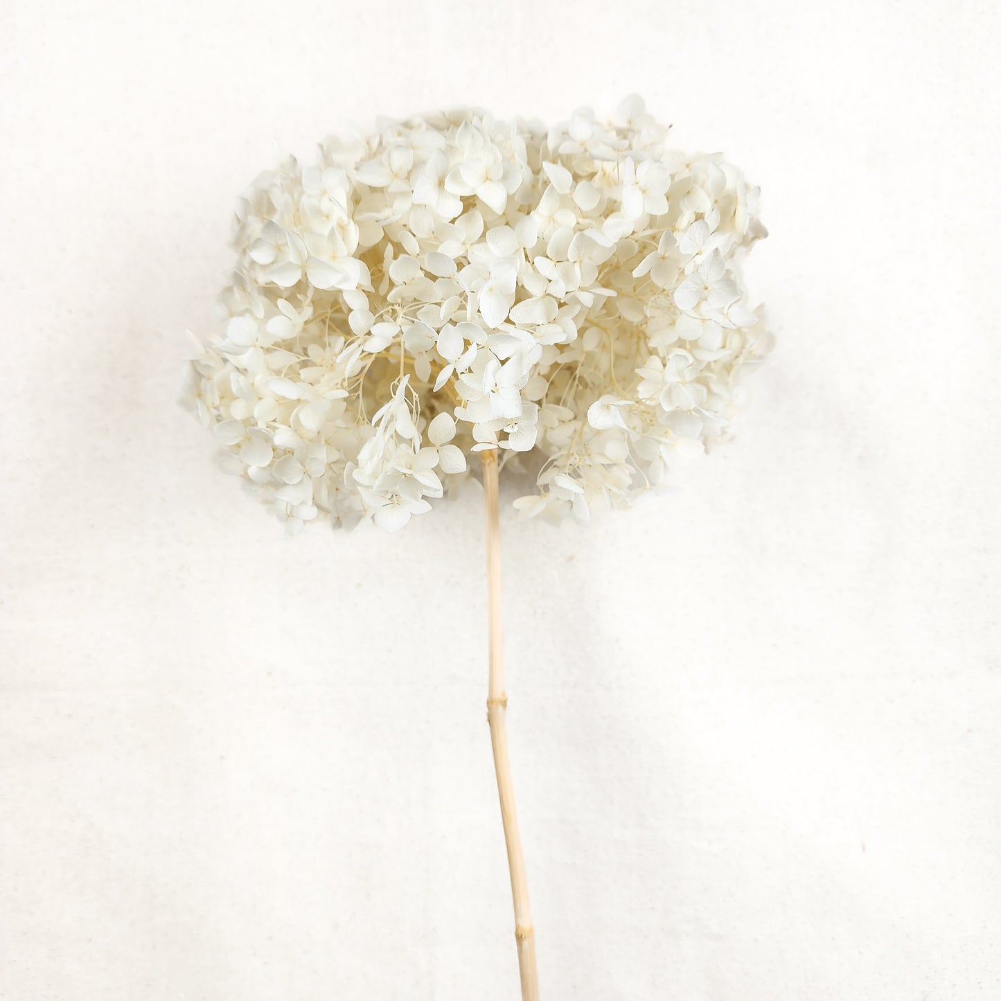 Hydrangea