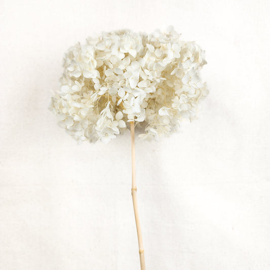 Hydrangea