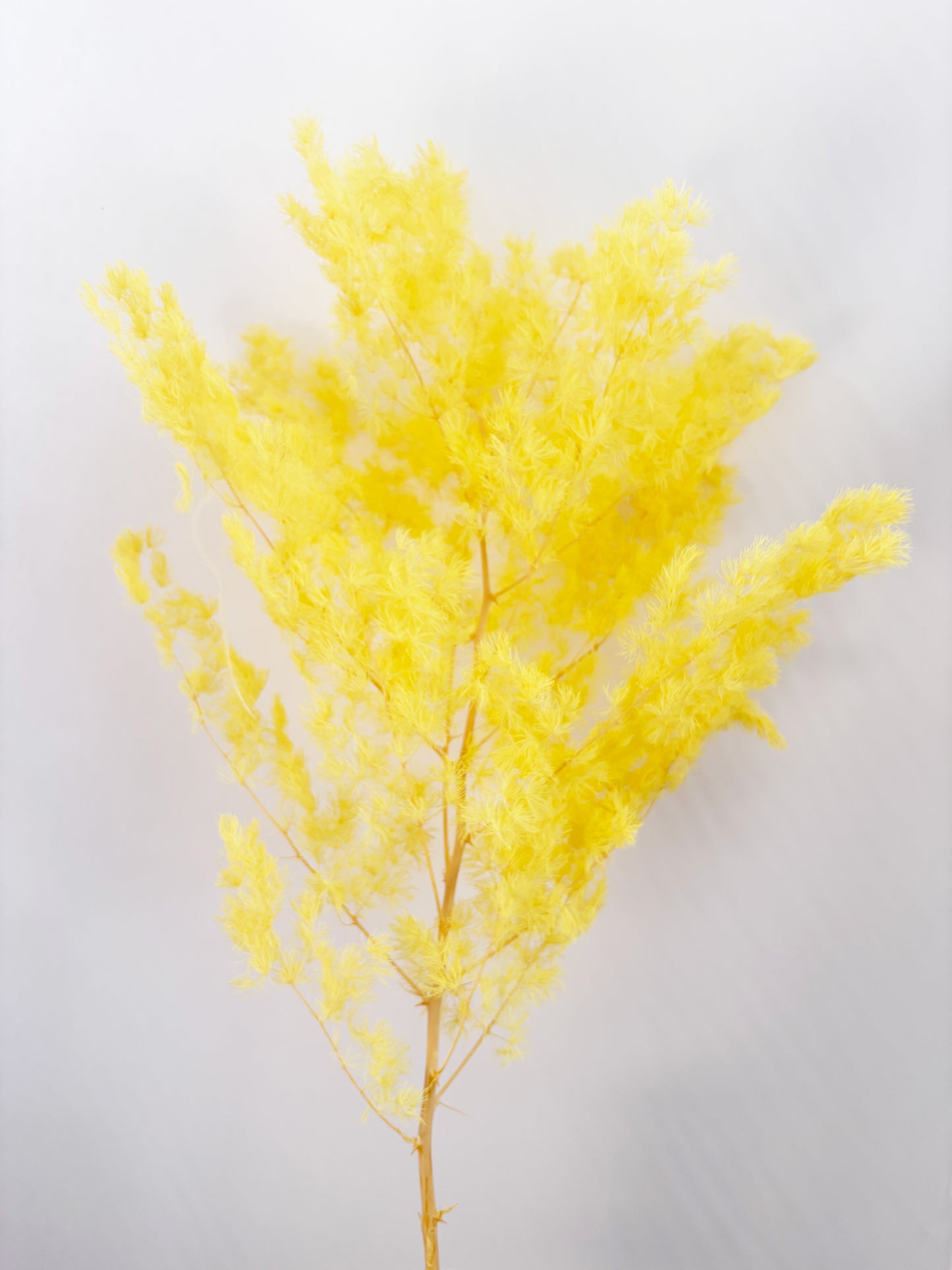 Dried Ammohbium