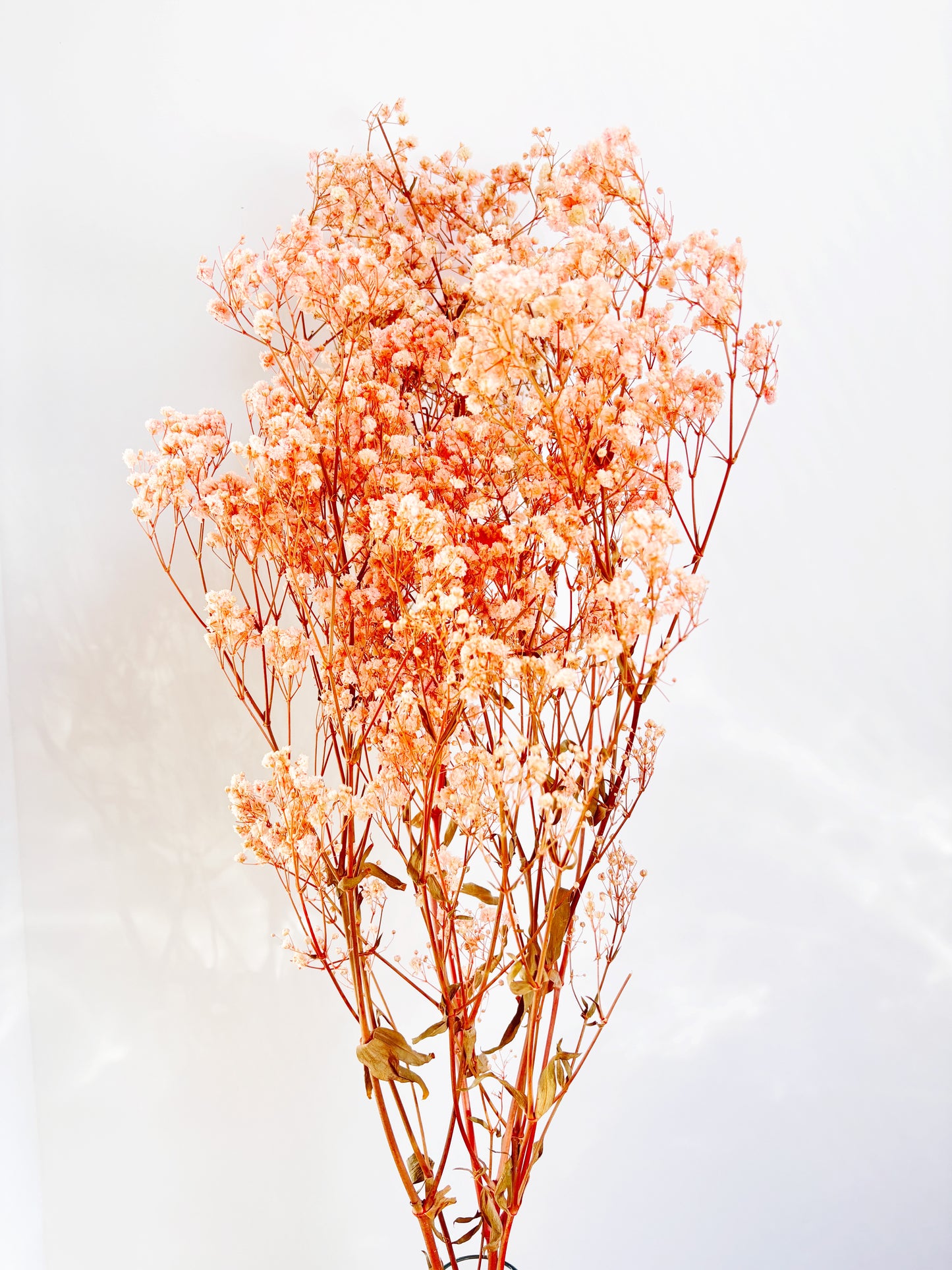 Baby's Breath