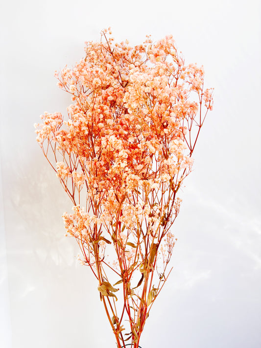 Baby's Breath