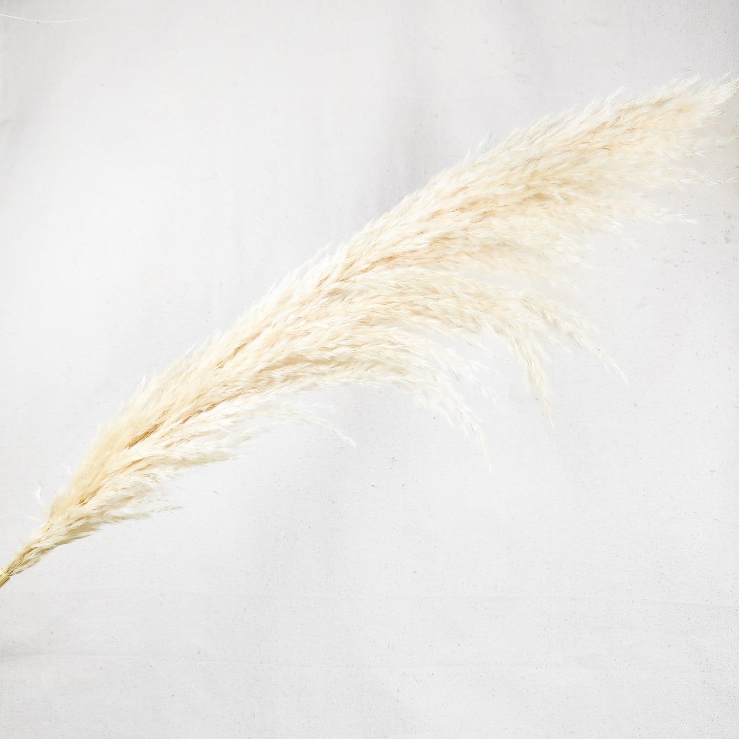 White Pampss
