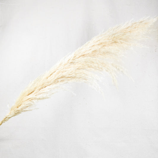 White Pampss
