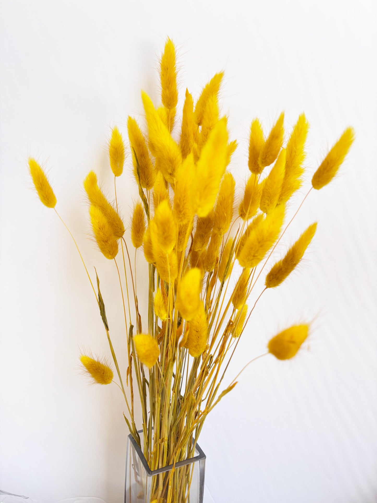 Bunny Tails