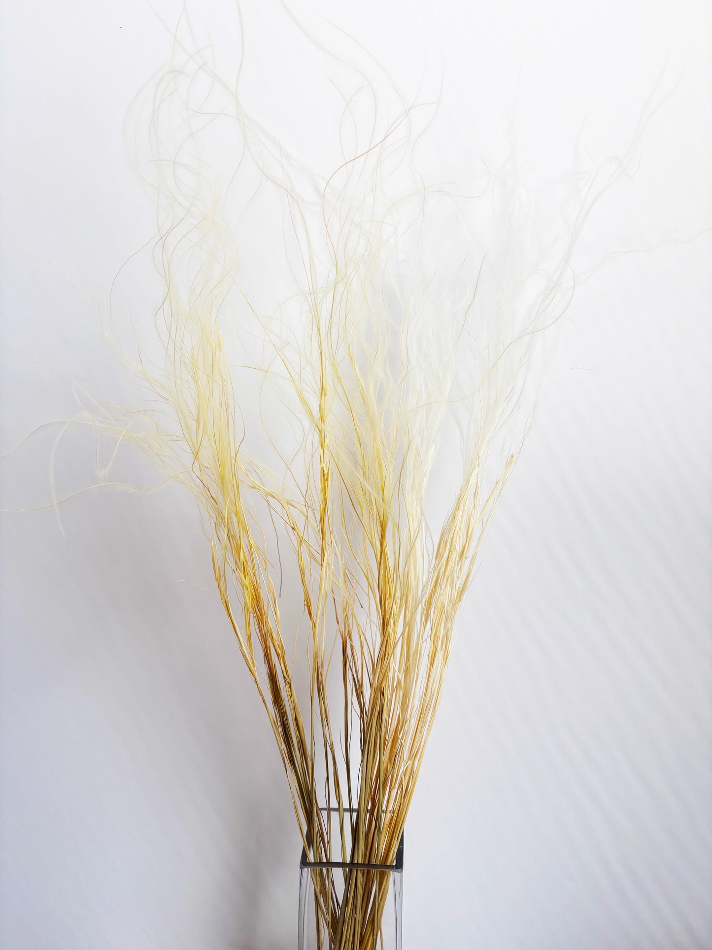 Feather Grass