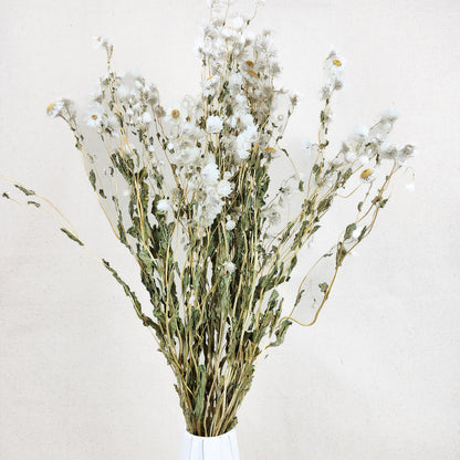Dried Ammobium
