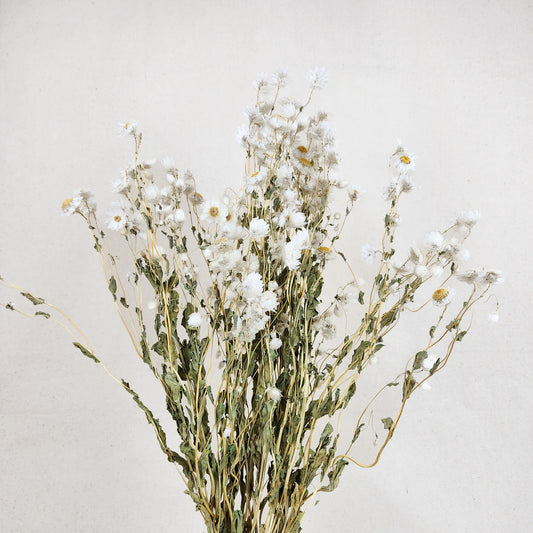 Dried Ammobium