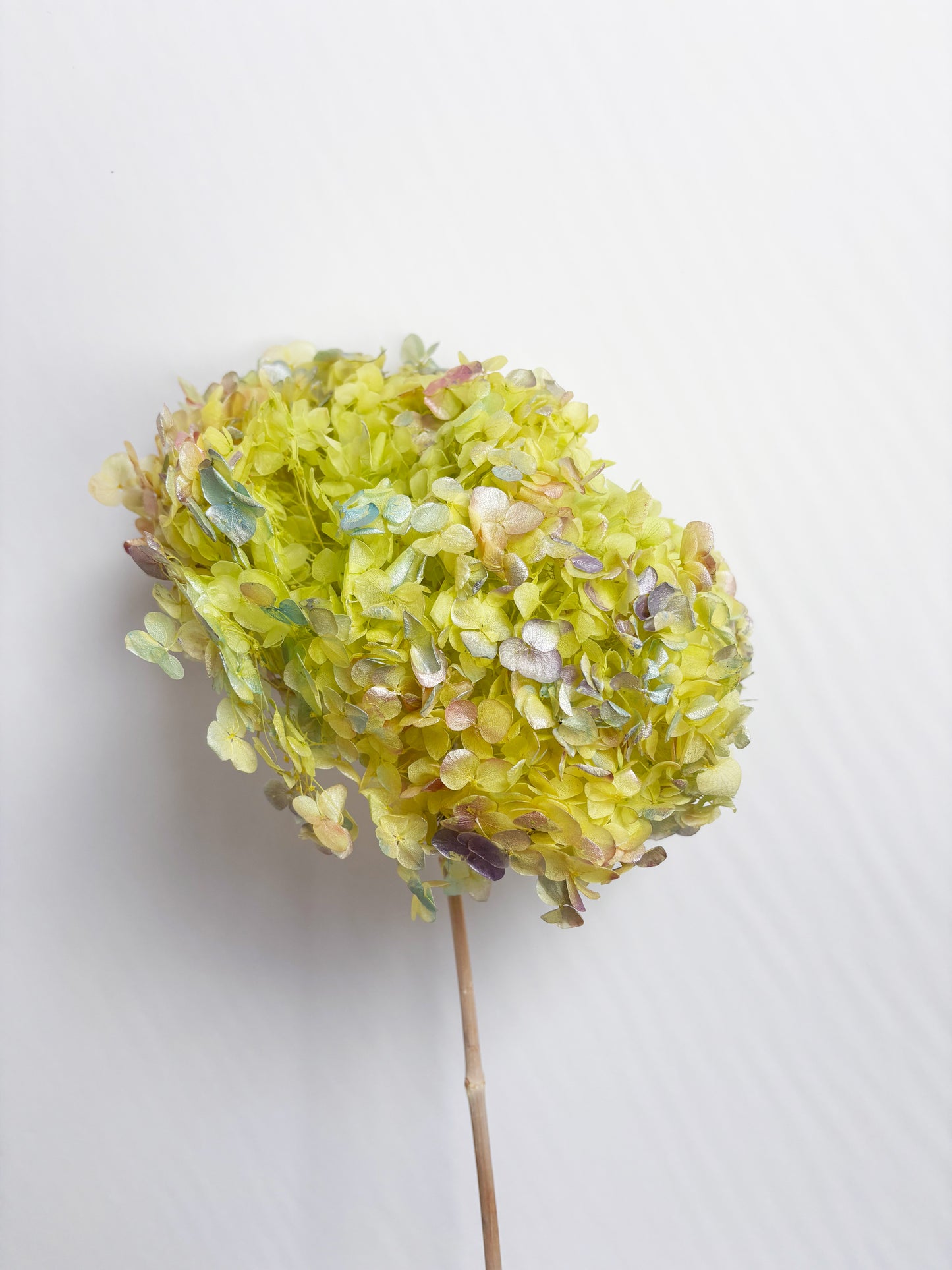 Hydrangea