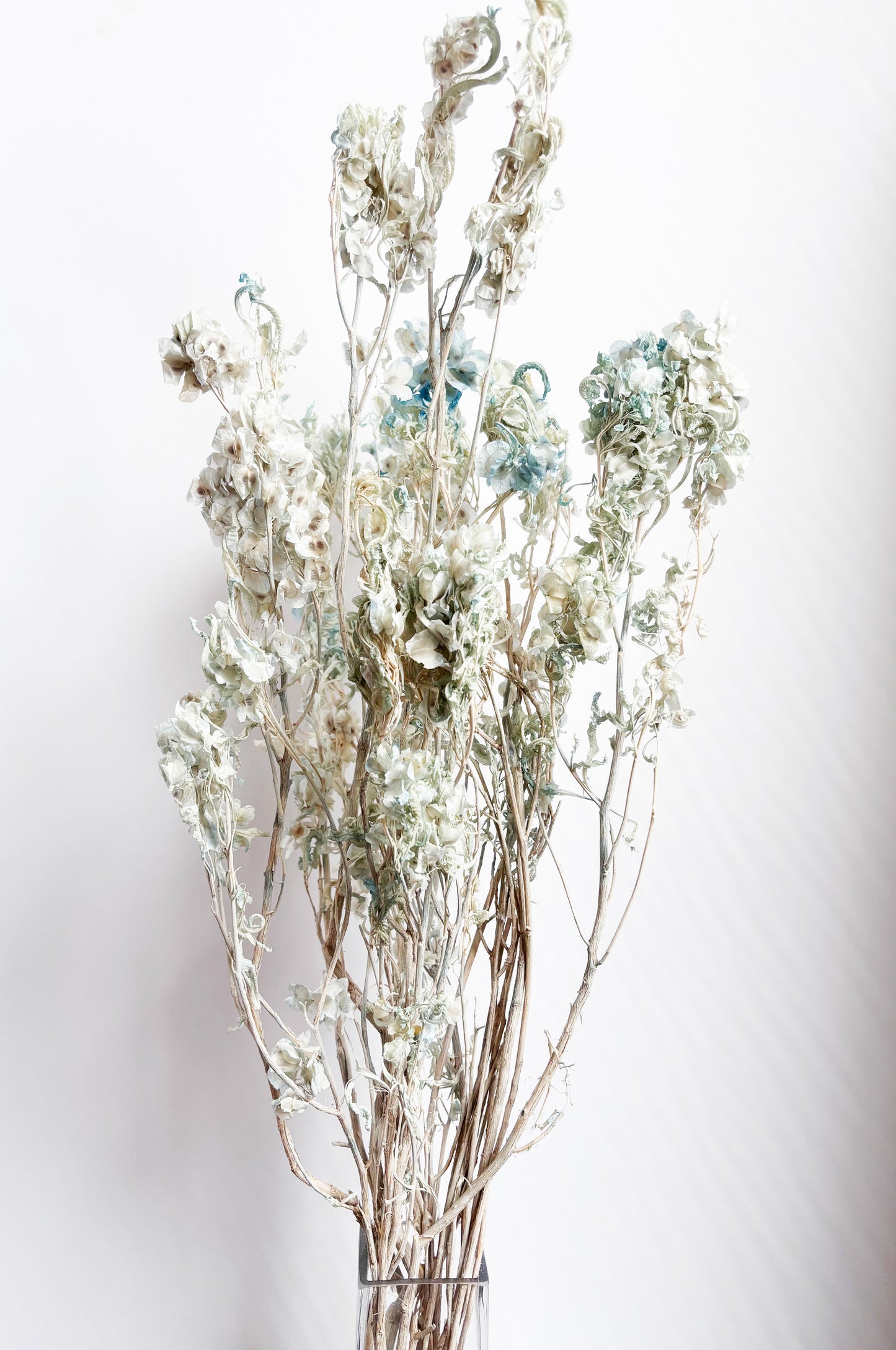 Hopseed Branch