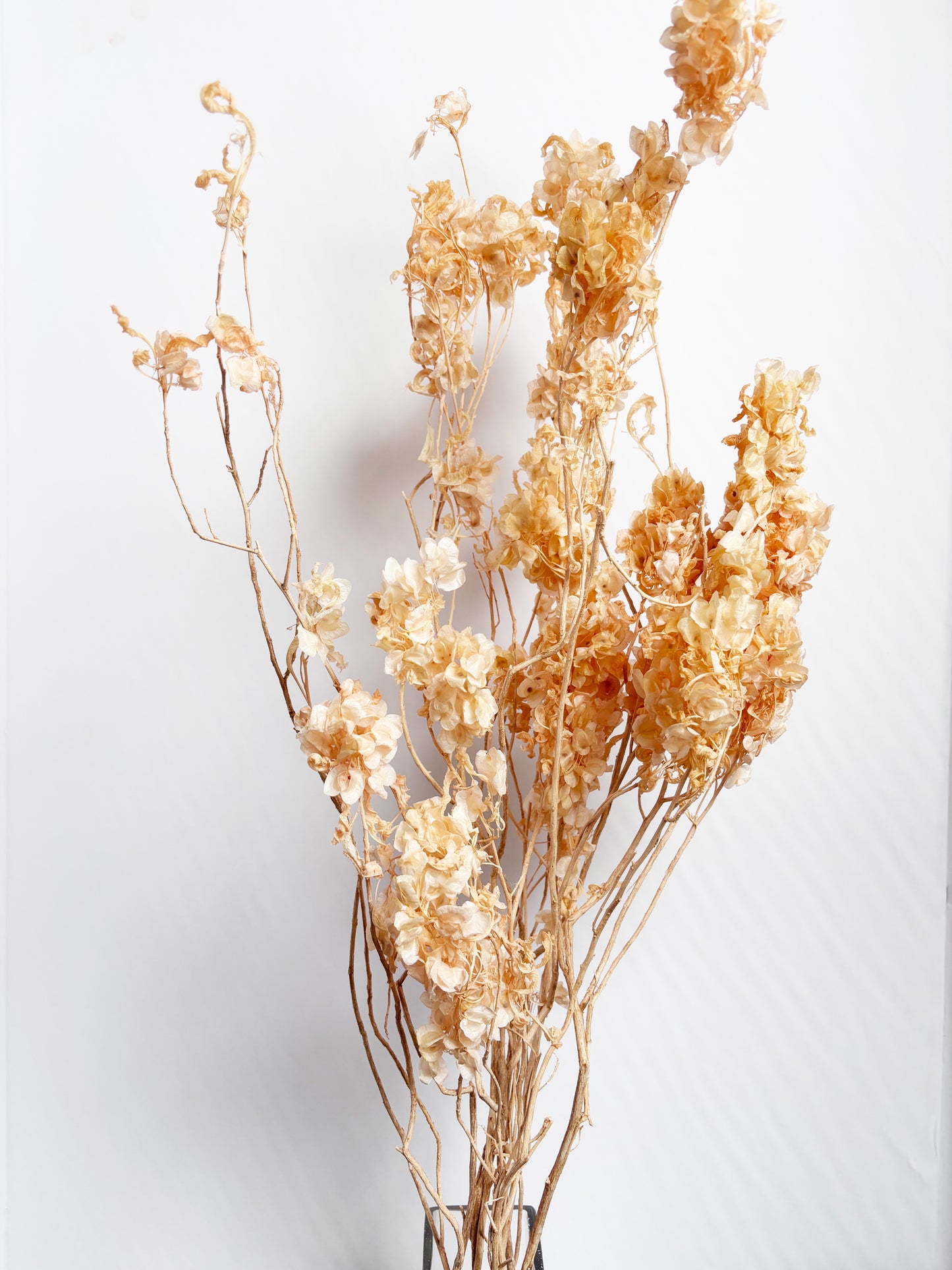 Hopseed Branch