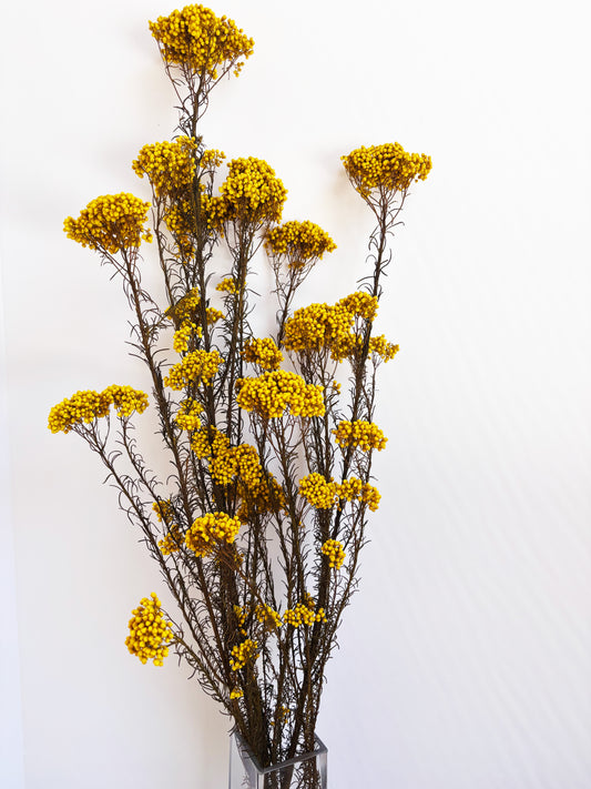 Prserved Yarrow